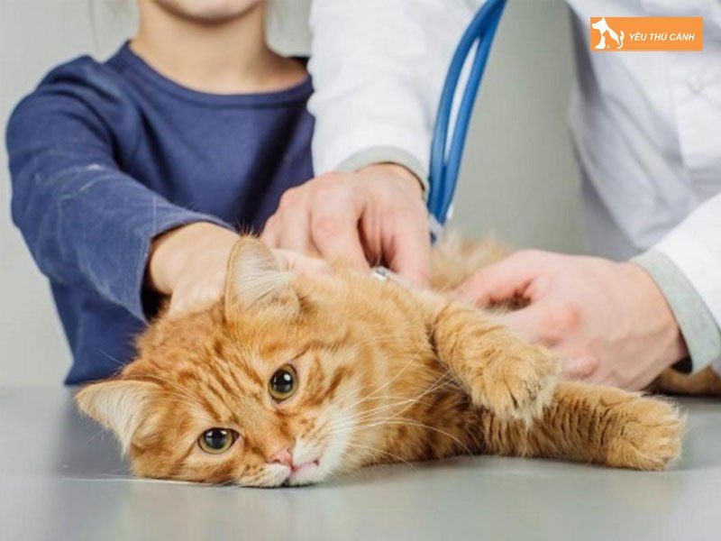 cac-nguyen-nhan-gay-meo-bi-ra-mau-o-hau-mon-2-thucanh