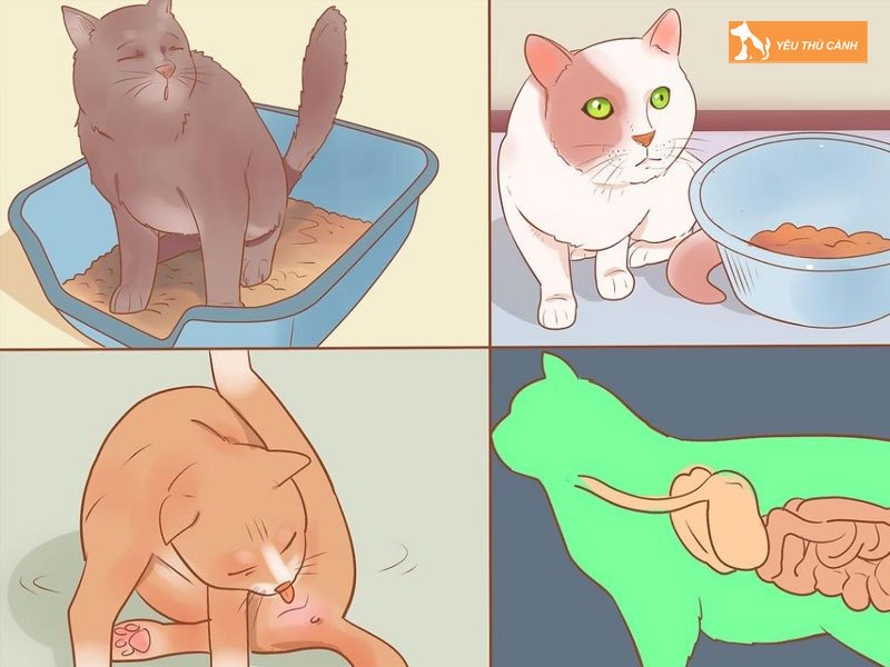 cac-nguyen-nhan-gay-meo-bi-ra-mau-o-hau-mon-thucanh