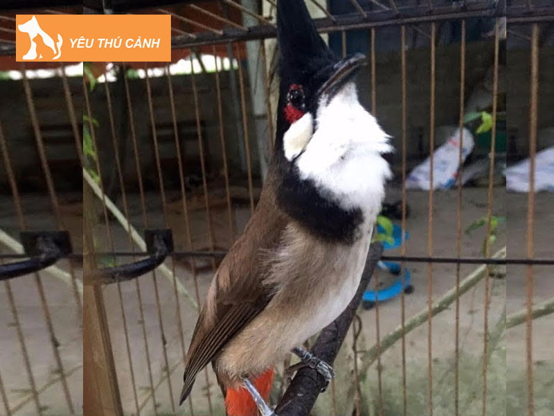 cac-yeu-cau-doi-voi-nghe-nhan-va-khan-gia-thucanh