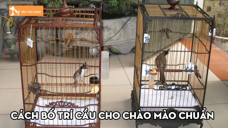 Cách bố trí cầu cho chào mào chuẩn, phù hợp với chân chim