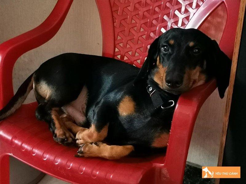 cach-cham-cho-dom-duoi-va-loai-cun-noi-chung-1-thucanh