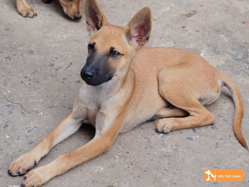 cach-cham-cho-dom-duoi-va-loai-cun-noi-chung-thucanh