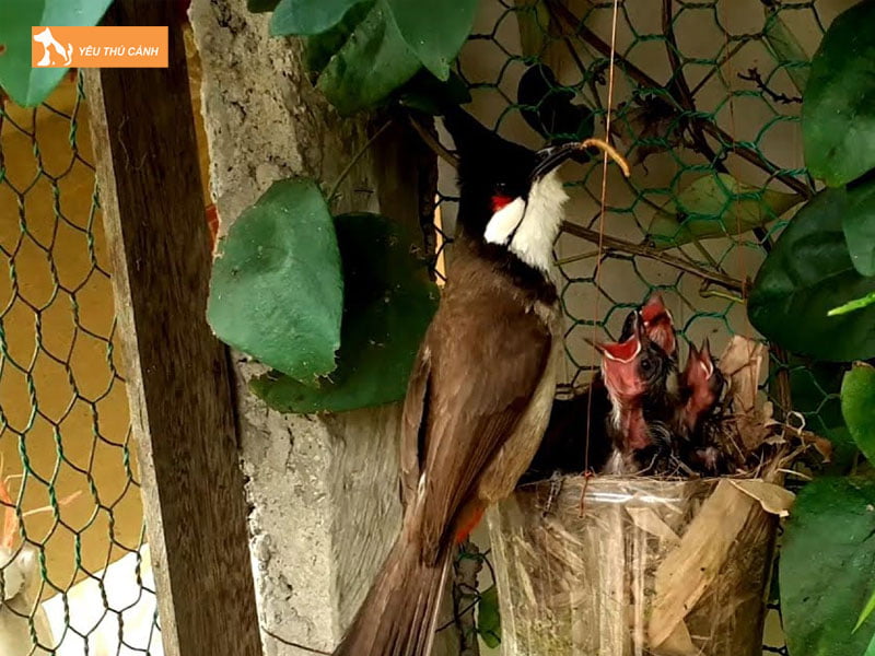 cach-cham-soc-chao-mao-sinh-san-1-thucanh