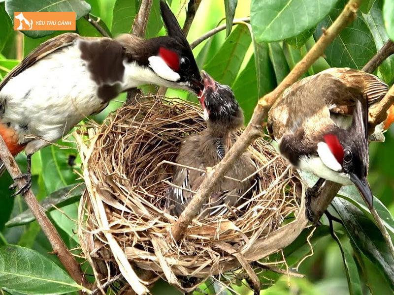 cach-cham-soc-chao-mao-sinh-san-2-thucanh