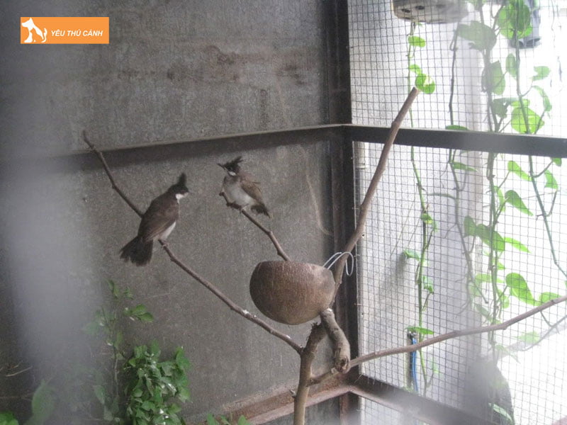 cach-cham-soc-chao-mao-sinh-san-thucanh