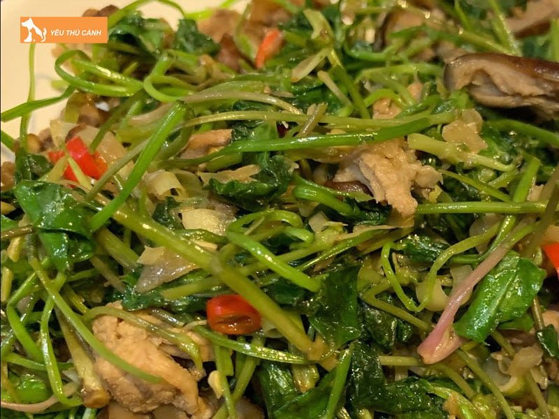 cach-che-bien-mon-thit-meo-xao-rau-ma-1-thucanh