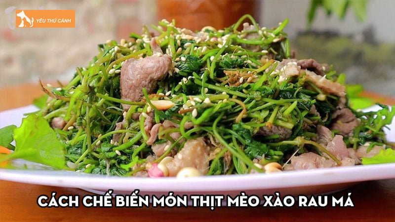 Cách chế biến món thịt mèo xào rau má ngon chuẩn bài