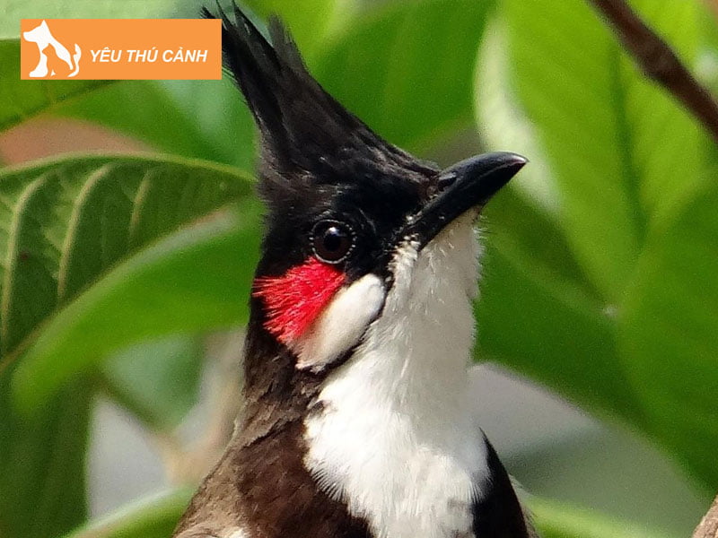 cach-cho-chim-hoc-hot-theo-chim-thay-thucanh