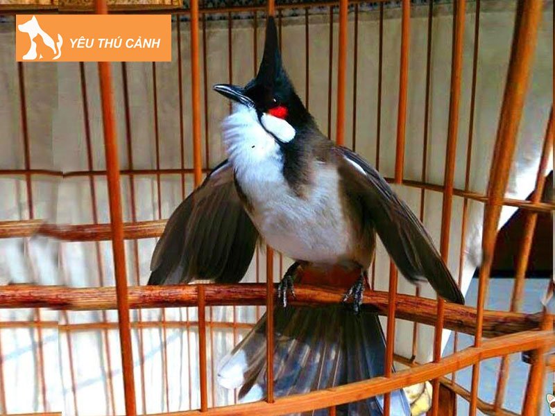 cach-chon-chao-mao-boi-gia-rung-chuan-nhat-2-thucanh