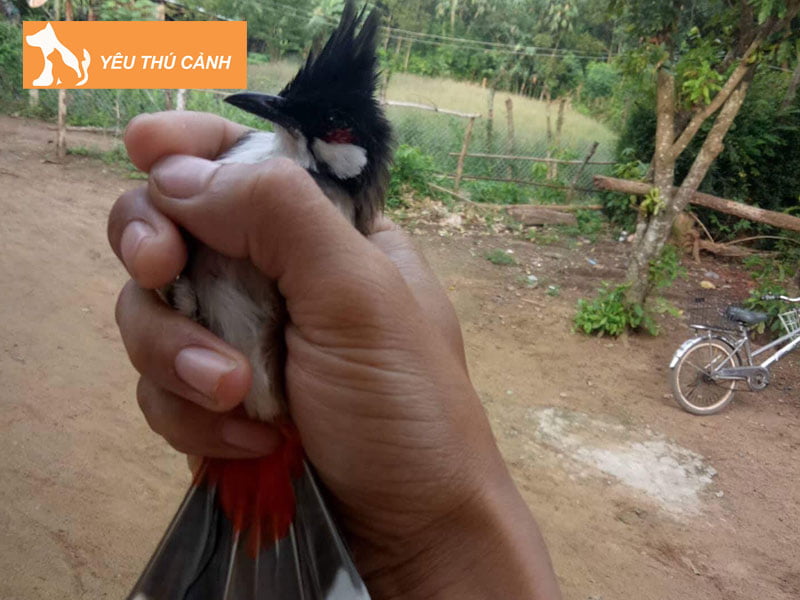 cach-chon-chao-mao-boi-gia-rung-chuan-nhat-thucanh