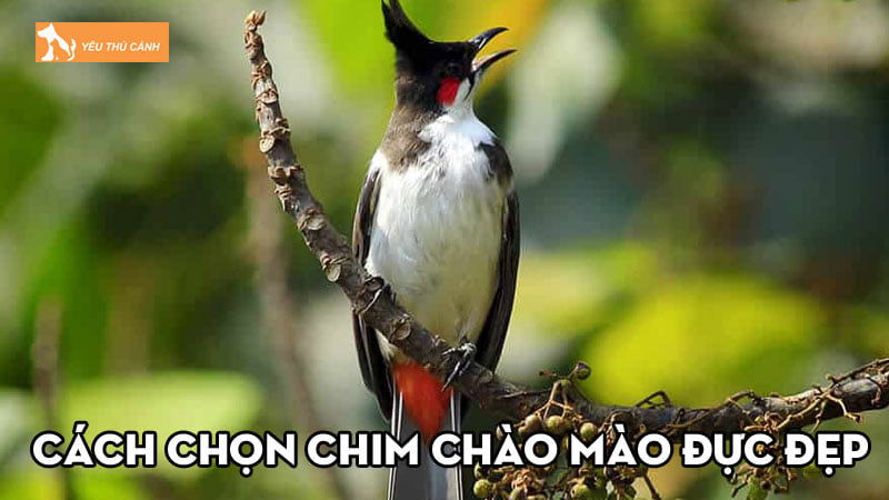 Cách chọn chim chào mào đực đẹp, hót hay có thể bạn chưa biết Cách chọn chim chào mào đực đẹp, hót hay có thể bạn chưa biết