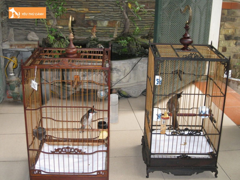 cach-chon-long-va-chon-vi-tri-dat-long-de-tap-luc-cho-chao-mao-thucanh