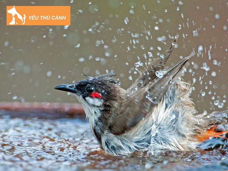 cach-chua-chao-mao-bi-ho-1-thucanh