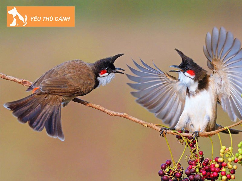 cach-chua-chao-mao-bi-ho-thucanh