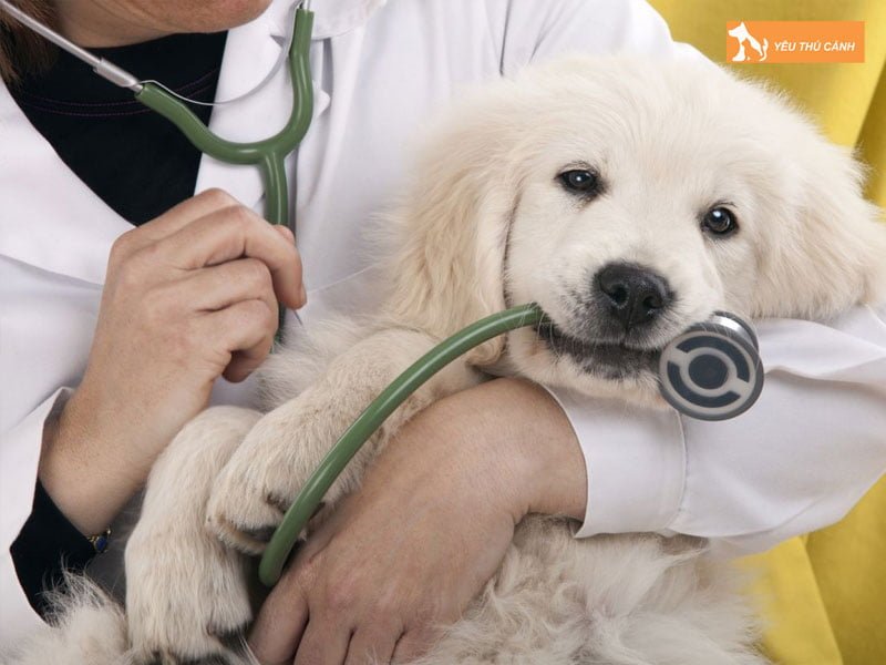 cach-chua-tri-benh-viem-bao-quy-dau-o-cho-thucanh