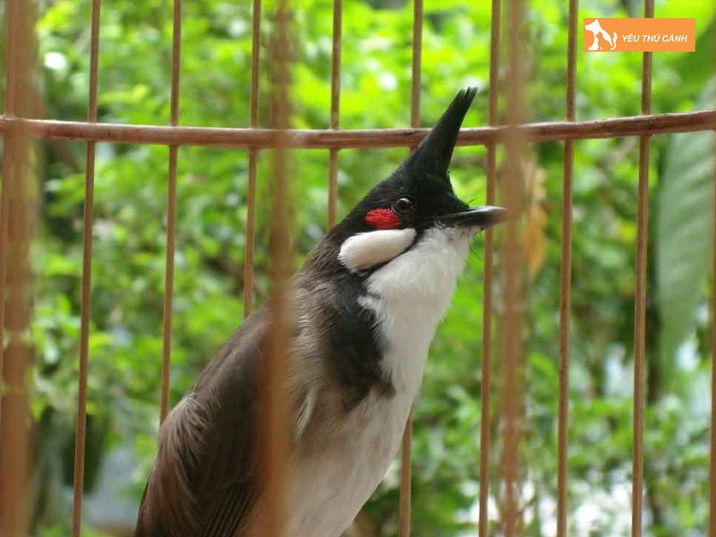 cach-chua-tri-chao-mao-bi-sau-long-hieu-qua-1-thucanh