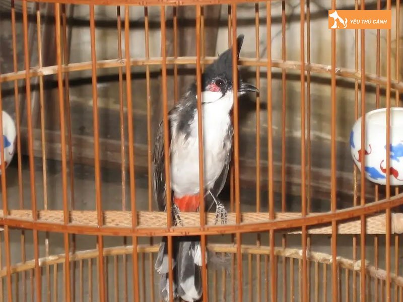 cach-chua-tri-chao-mao-bi-sau-long-hieu-qua-2-thucanh