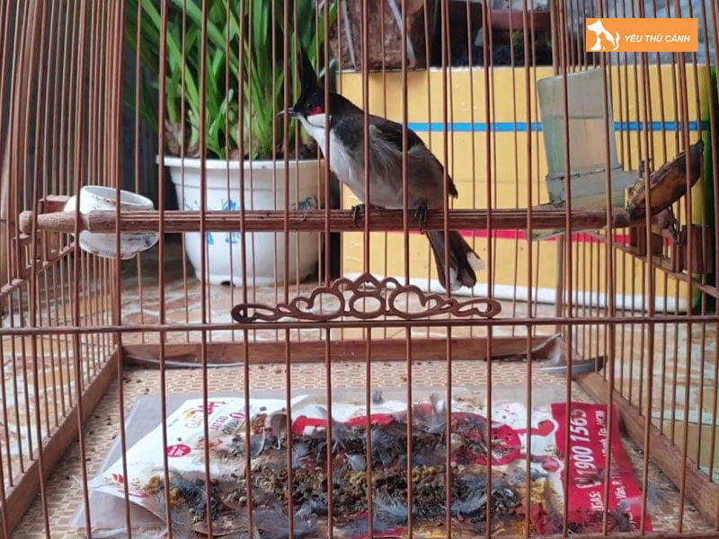 cach-chua-tri-chao-mao-bi-sau-long-hieu-qua-thucanh