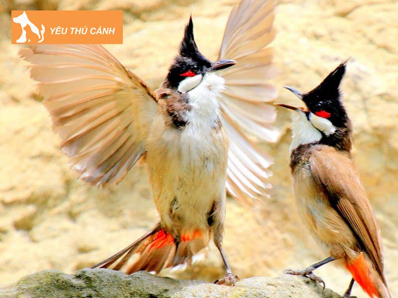 cach-de-chon-chao-mao-moi-dep-1-thucanh