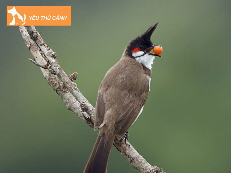 cach-de-chon-chao-mao-moi-dep-2-thucanh