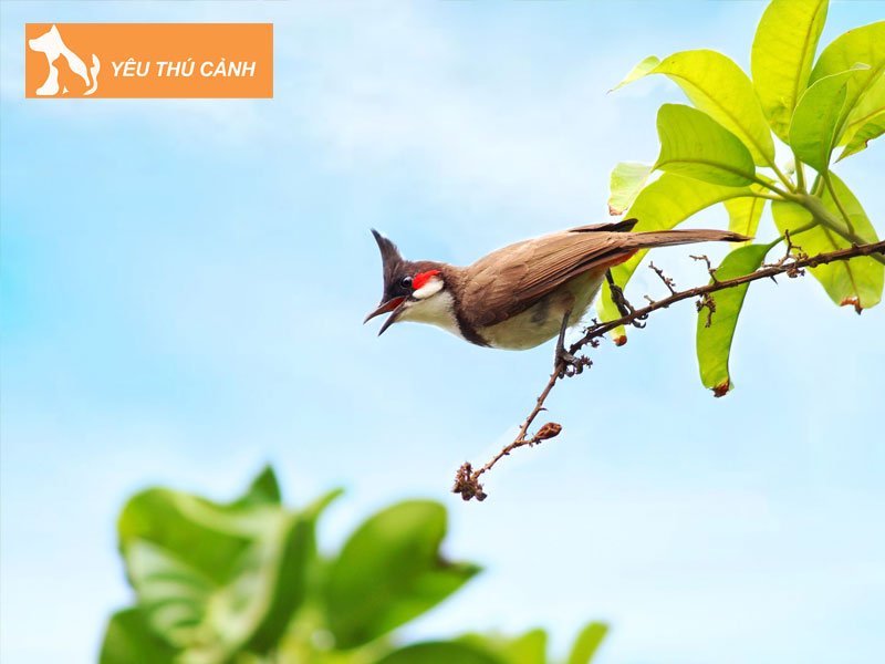 cach-de-chon-chao-mao-moi-dep-thucanh