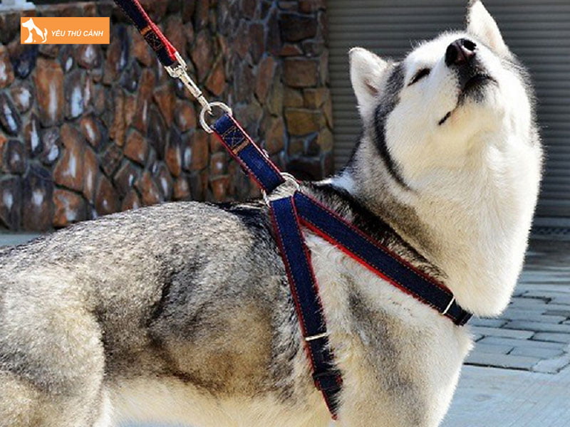 cach-deo-day-dat-yem-cho-cho-nhu-the-nao-thucanh