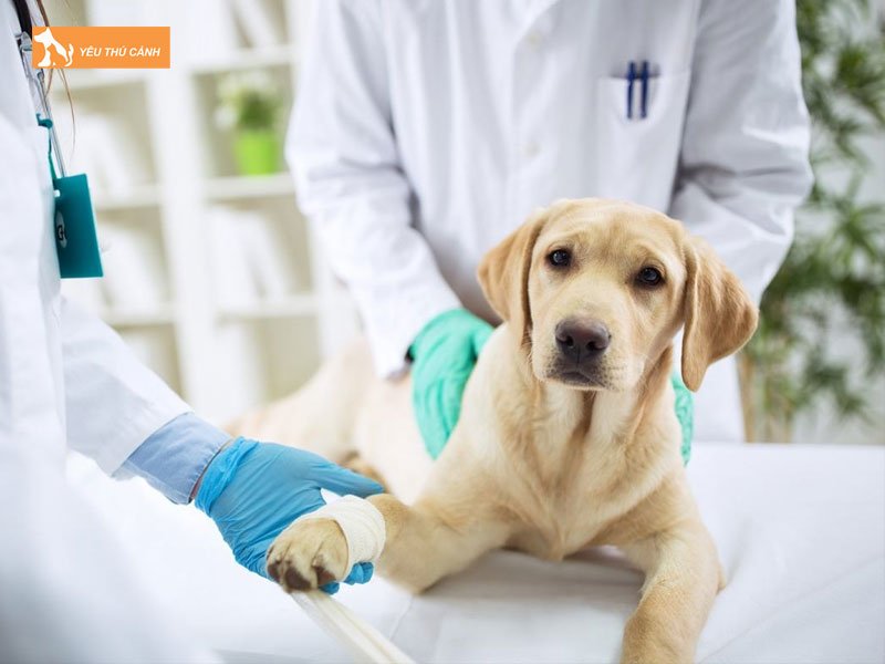 cach-dieu-tri-benh-tieu-chay-o-cho-1-thucanh