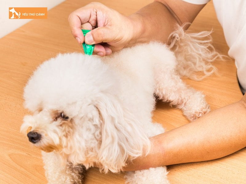 cach-dieu-tri-benh-tieu-chay-o-cho-2-thucanh