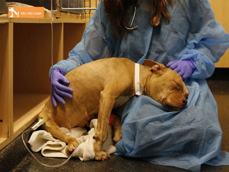 cach-dieu-tri-benh-tieu-chay-o-cho-thucanh