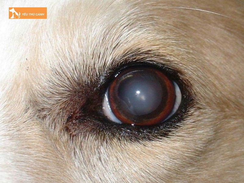 cach-dieu-tri-tinh-trang-duc-thuy-tinh-the-cho-cun-thucanh