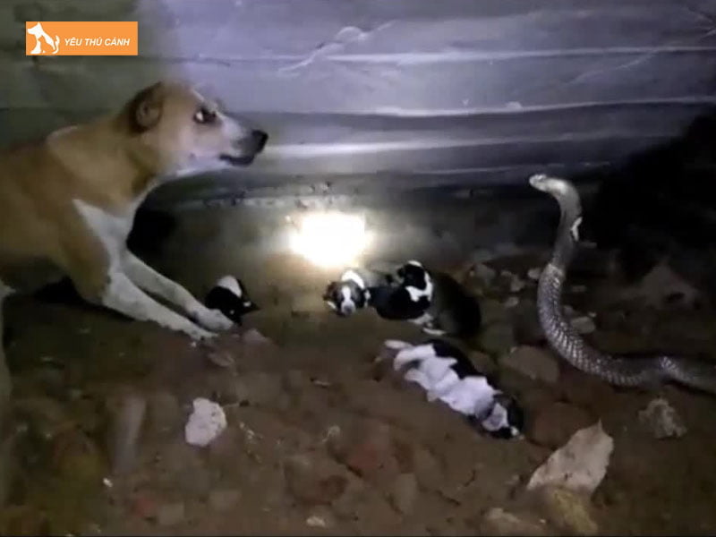 cach-dieu-tri-vet-thuong-ran-can-hieu-qua-cho-cun-thucanh