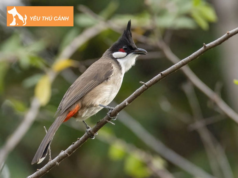 cach-ep-giong-chao-mao-chuan-nhat-1-thucanh