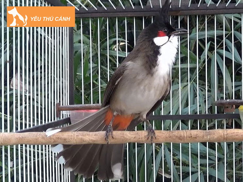 cach-ep-giong-chao-mao-chuan-nhat-thucanh