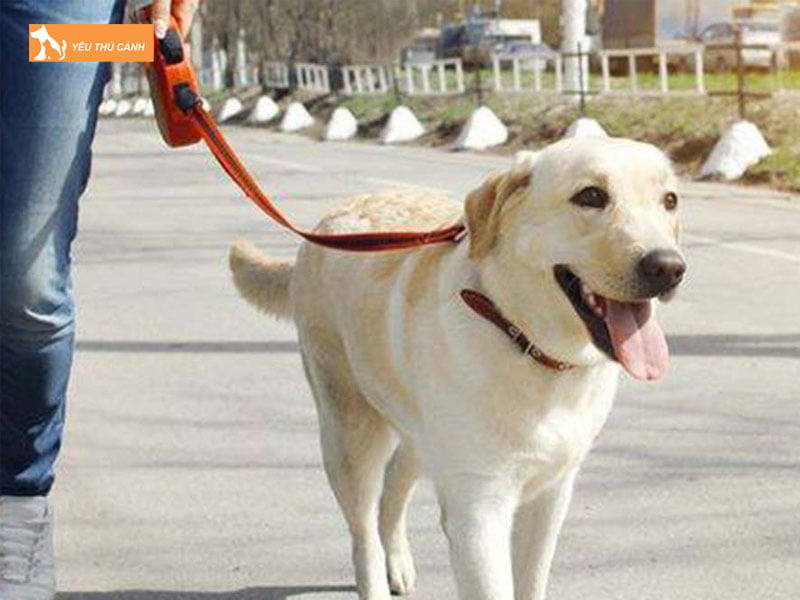 cach-lam-day-yem-dat-cho-don-gian-tiet-kiem-1-thucanh