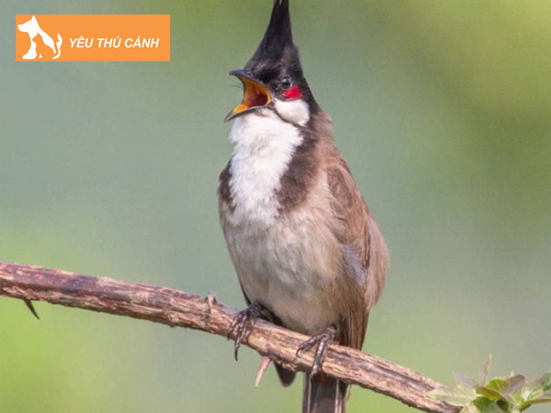 cach-nhan-biet-chao-mao-bi-ho-thucanh