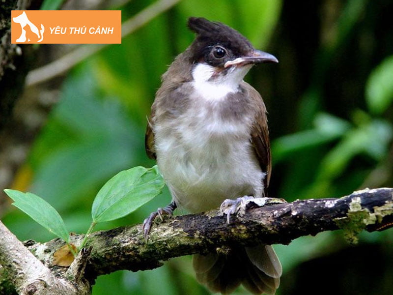 cach-nuoi-thuan-chim-chao-mao-ma-trang-1-thucanh