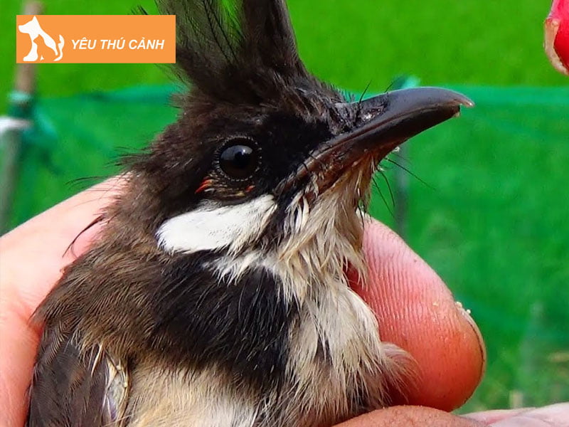 cach-nuoi-thuan-chim-chao-mao-ma-trang-thucanh