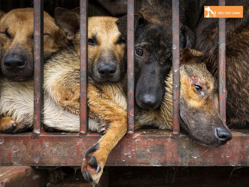 cach-phong-ngua-cho-an-phai-ba-thucanh