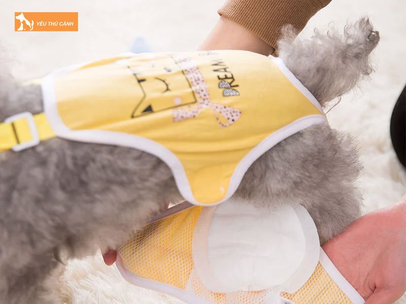 cach-su-dung-bim-ve-sinh-cho-cho-thucanh