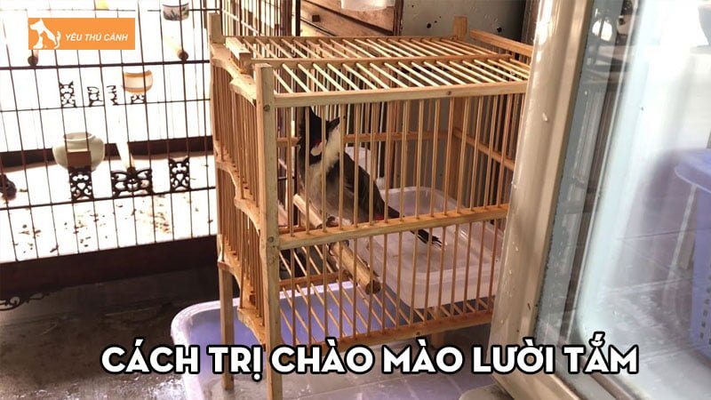 Cách trị chào mào lười tắm và trị các tật xấu ở chào mào
