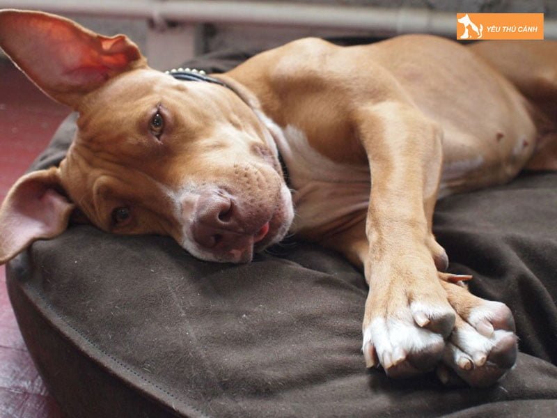 cach-xu-ly-hieu-qua-khi-cho-an-trung-ba-cho-la-gi-thucanh