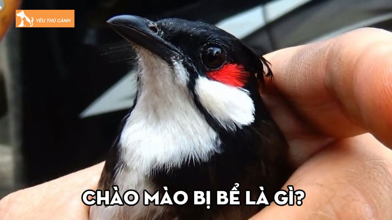 Chào mào bị bể là gì? Nguyên nhân, cách phòng và điều trị Chào mào bị bể là gì? Nguyên nhân, cách phòng và điều trị