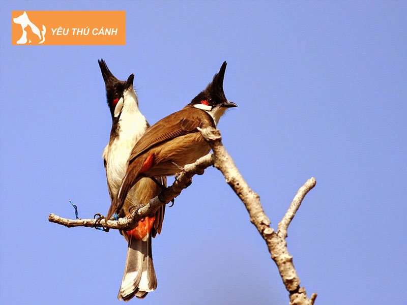 chao-mao-bi-ho-do-dau-thucanh