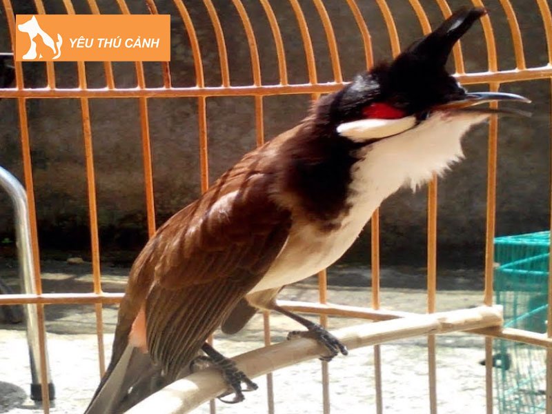 chao-mao-binh-dinh-thucanh