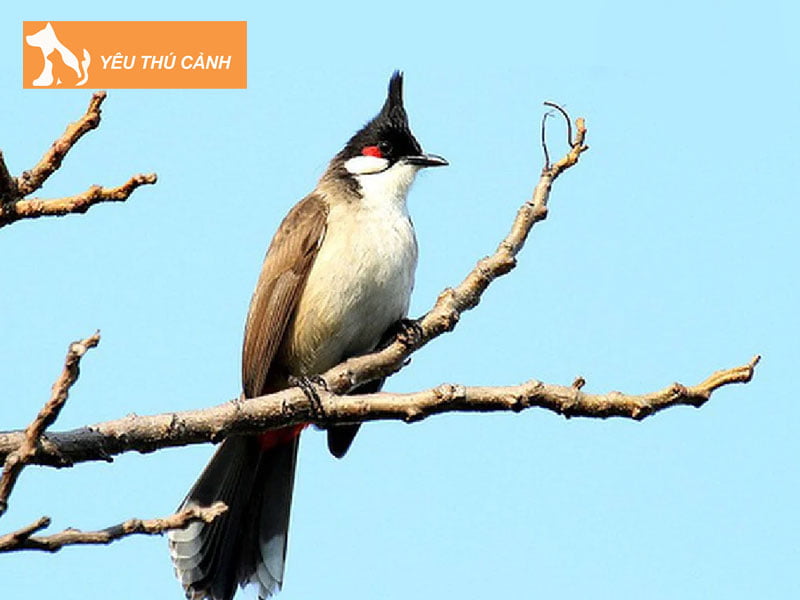 chao-mao-boi-la-gi-thucanh