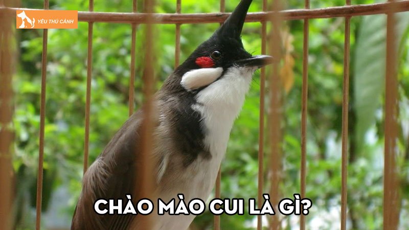 Chào mào cui là gì? Kinh nghiệm chăm sóc chủ nuôi nên biết Chào mào cui là gì? Kinh nghiệm chăm sóc chủ nuôi nên biết