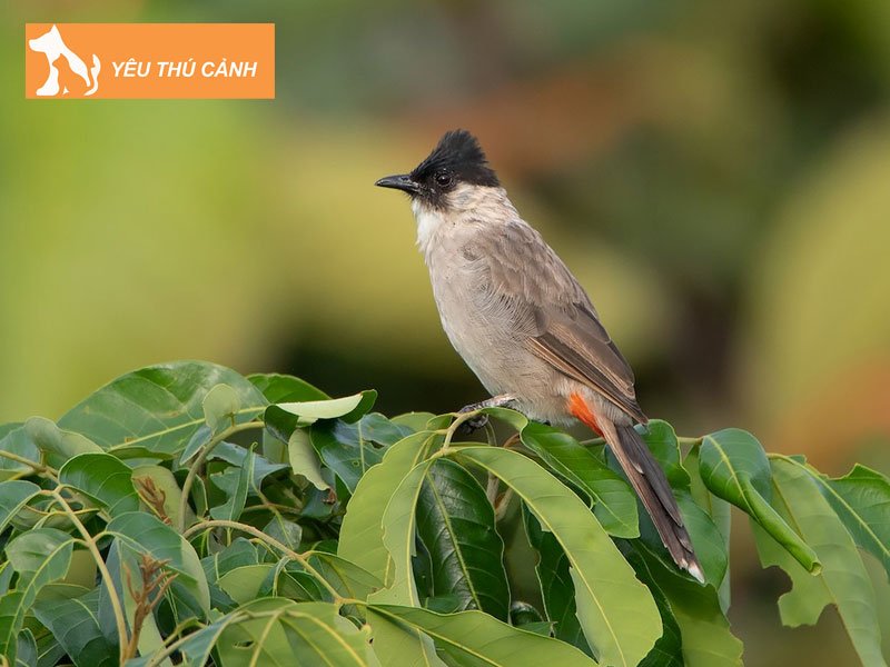 chao-mao-gia-lai-thucanh