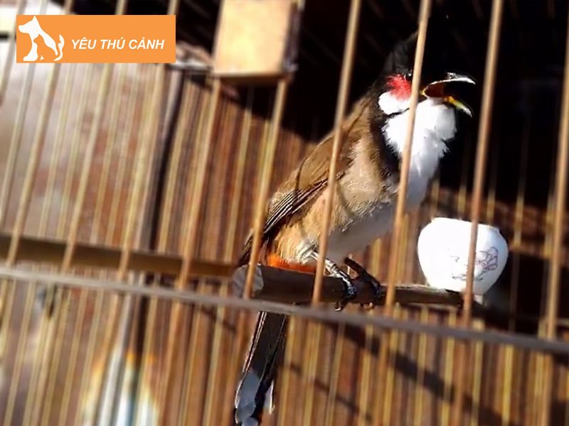 chao-mao-hue-thucanh