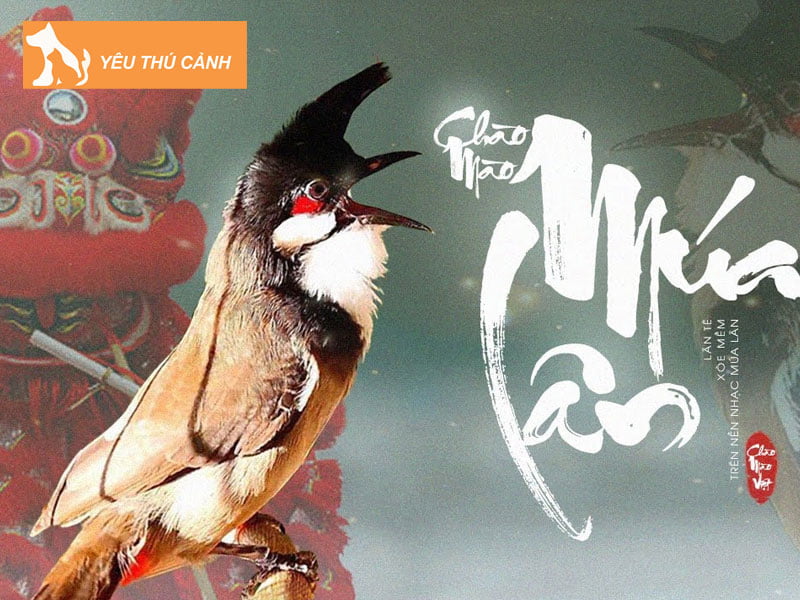 chao-mao-lan-te-la-gi-thucanh