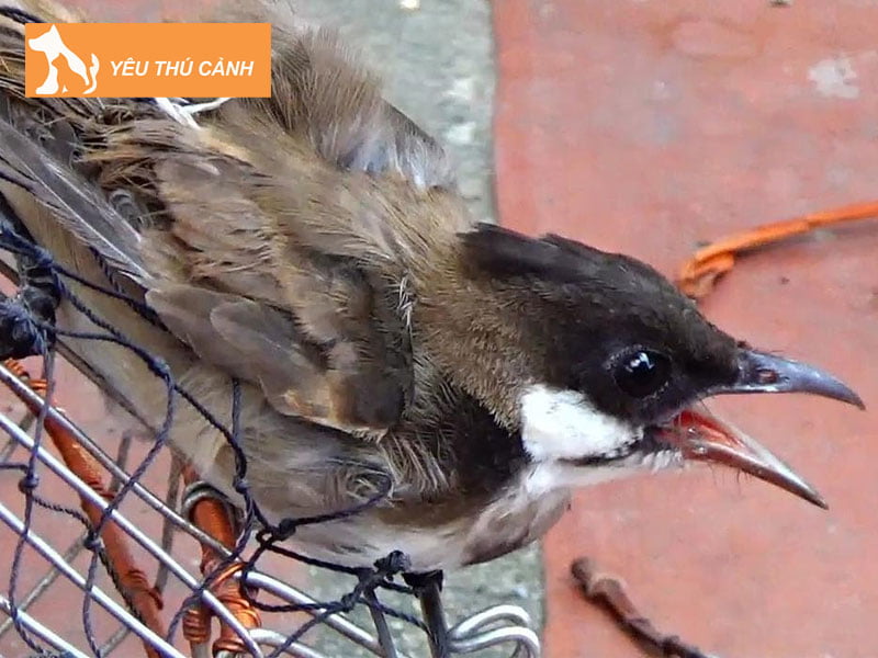 chao-mao-ma-trang-la-chim-gi-thucanh